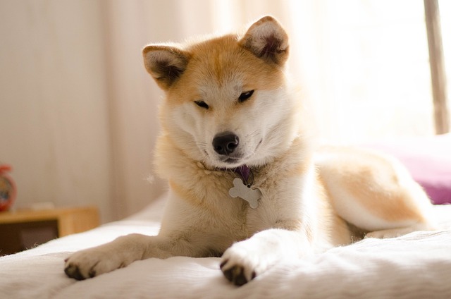 Život se psem Akita Inu